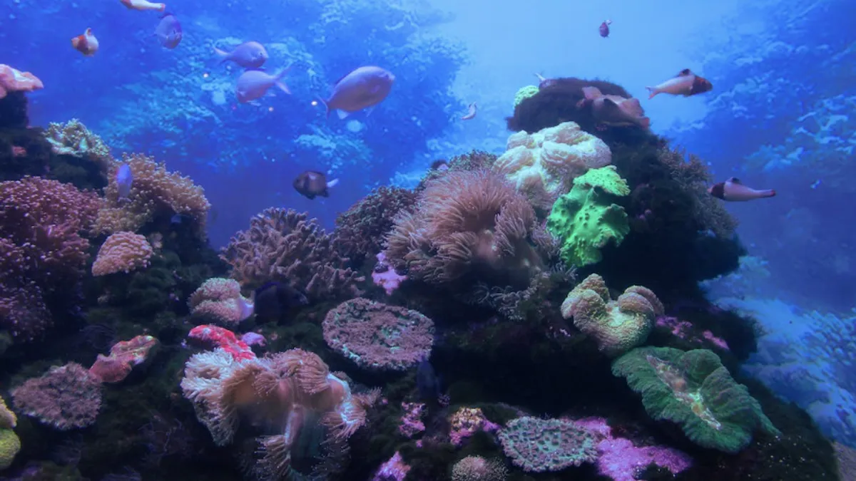 Ocean prea cald, speciile sunt decimate (sursa: pexels.com/Ian van der Linde)