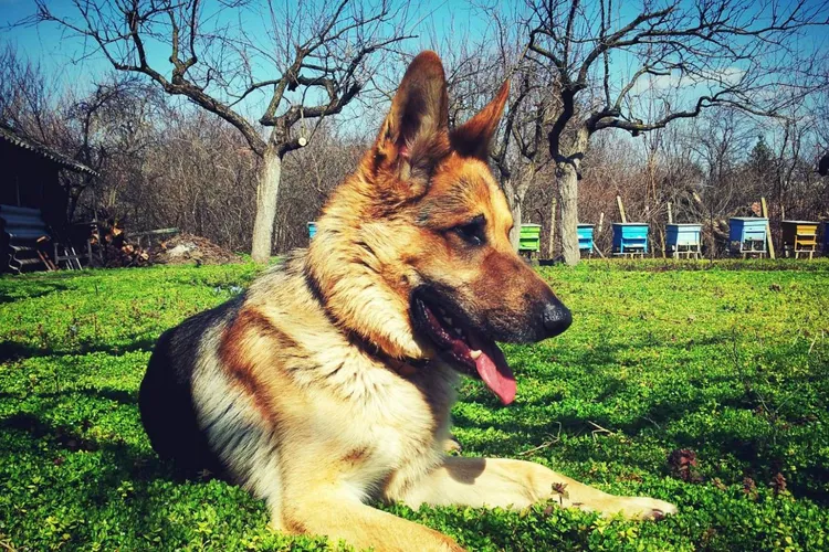 Primăvară caldă până la mijlocul lunii martie (sursa: Pexels/Vladislav Tsankov)