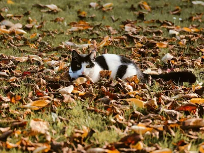 Vremea se încălzește, ploile dispar treptat (sursa: Pexels/Christina & Peter)