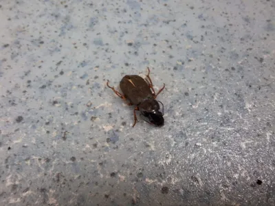 Gândacii de pământ, inofensivi pentru oameni (sursa: ziaruldeiasi.ro)