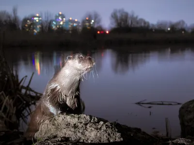 Parcul Văcăreşti are regulament Foto: Administrația Parcului Văcărești