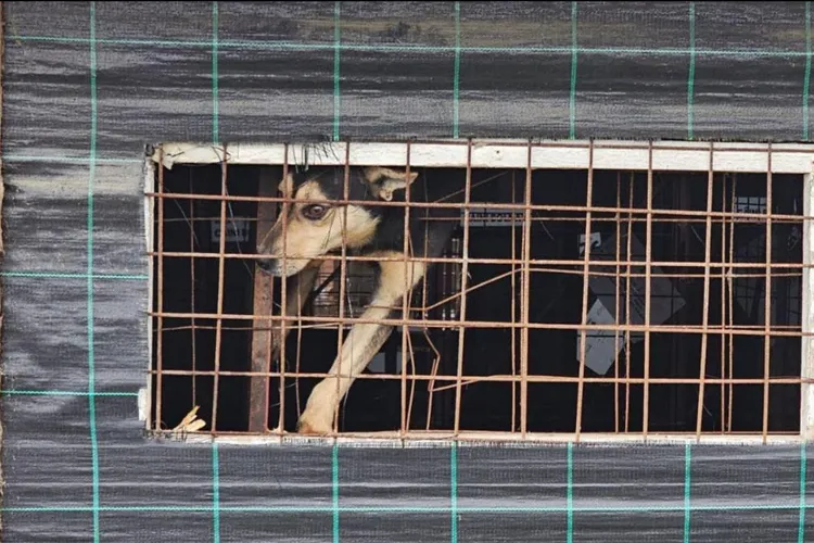 Lagărul câinilor de la Suraia, închis (sursa: Facebook/Kola Kariola)