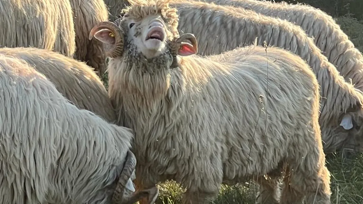 Cum au sifonat niște fermieri fonduri europene de 700.000 de euro Foto: Facebook