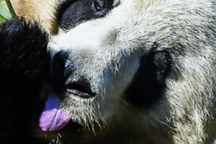 The p(ropag)anda democracy (source: Facebook/Chinese Embassy to Romania)