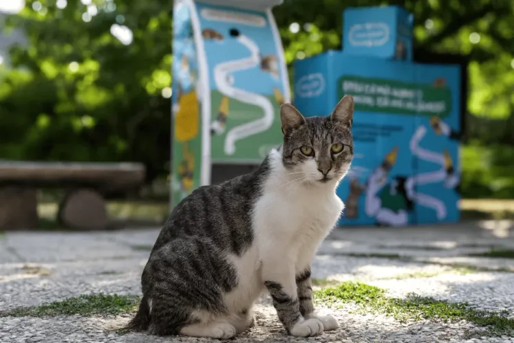 Asociația Sache și RetuRO hrănesc pisicile comunitare (sursa: RetuRO)