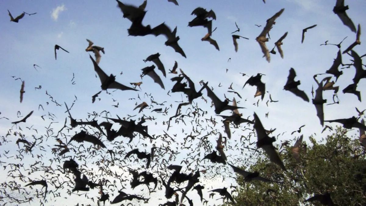 Invazia liliecilor urbani, doar o psihoză (sursa: ziarulde iasi.ro)