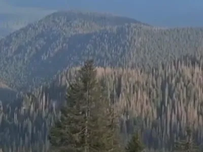 Gândacul de scoarță devastează pădurile României (sursa: Facebook/Abrudean Mircea)