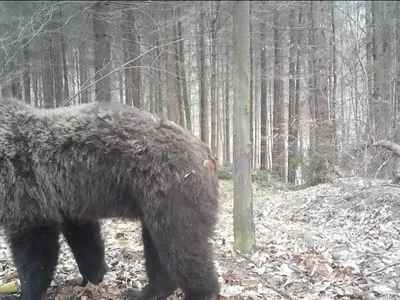 Ursul lovit de tren, supraviețuitor, împușcat (sursa: Facebook/Romsilva)