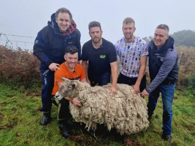 Fiona, cea mai singuratică oaie de pe planetă a fost salvată Foto: The Times