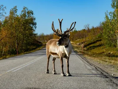 Țările nordice, temperaturile de peste 30°C (sursa: Pexels/Oliver S.)