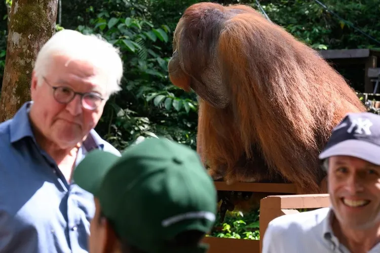 Președintele Germaniei și-a întrerupt, brusc, discursul, ca să nu-l streseze pe Edwin. Orangutanul-vedetă dintr-o rezervație din Borneo a venit să-l vadă pe Steinmeier Foto: Twitter