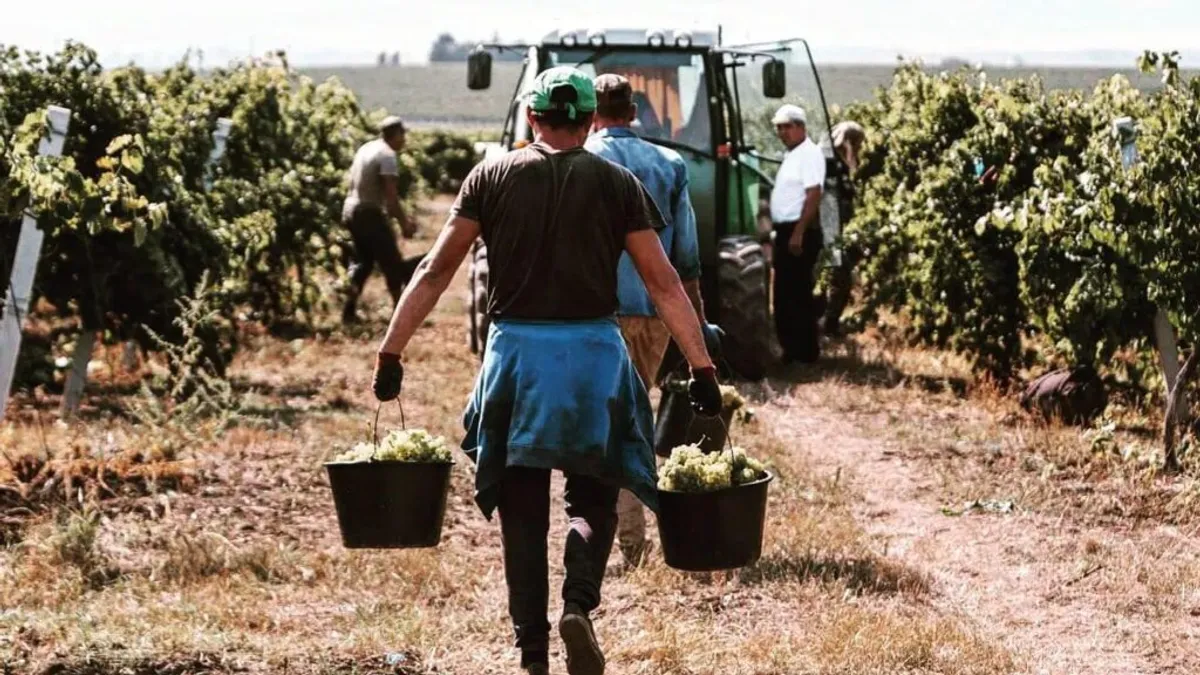 Struguri mai puțini, dar mai buni în estul țării (sursa: ziaruldeiasi.ro)