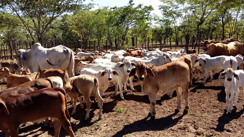 Profiturile marilor producători de carne și lapte, afectate de schimbările climatice Foto: Facebook