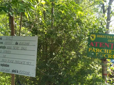 Seceta oprește recoltarea măceșelor în Olt (sursa: Facebook/Romsilva - Direcția Silvică Olt)