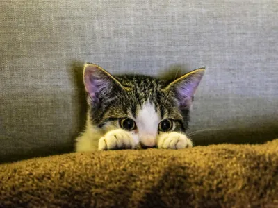 Animale de companie transformate în hrană (sursa: Pexels/Francesco Ungaro)