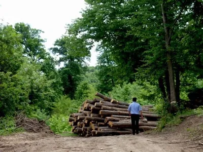 Misterul pădurii dispărute de la Socola (sursa: ziaruldeiasi.ro)