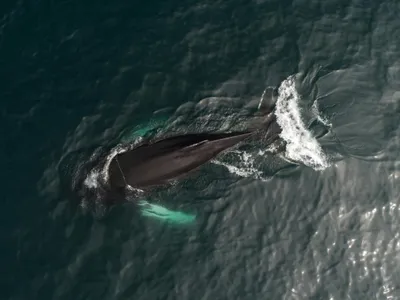 Balena Timmy a eșuat din nou (sursa: Pexels/ArtHouse Studio)