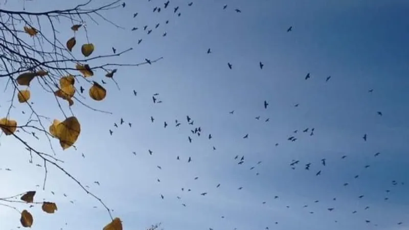 Ciorile au invadat mari orașe românești (sursa: ziaruldeiasi.ro)