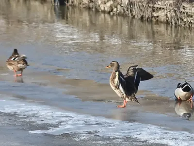 Deltă urbană la întâlnirea a două râuri în Iași (sursa: ziaruldeiasi.ro)