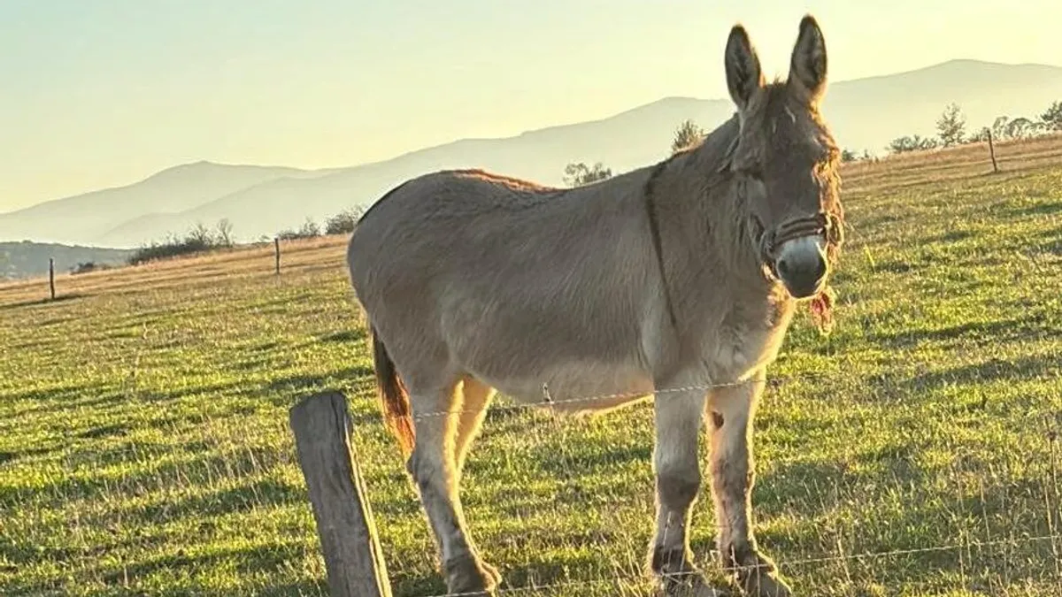 Pablito, măgărușul pensionar care educă studenții (sursa: ziaruldeiasi.ro)