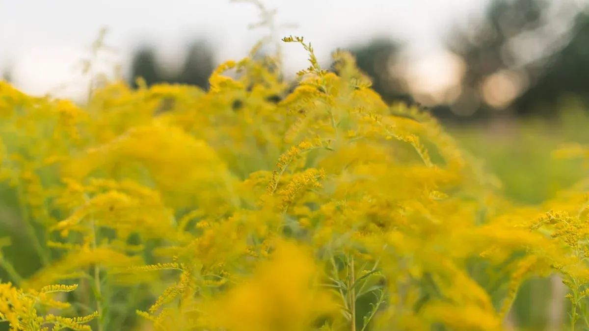Schimbările climatice au prelungit sezonul alergiilor (sursa: Pexels/Anastasia Lashkevich)