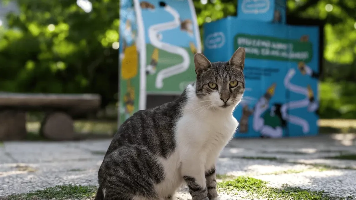 Asociația Sache și RetuRO hrănesc pisicile comunitare (sursa: RetuRO)