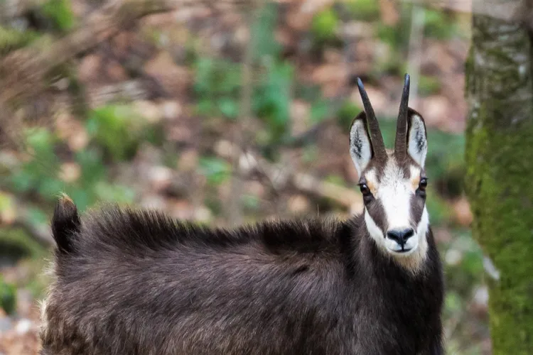 AFM deschide sesiunea de finanţare a Programului privind protecţia speciilor de faună sălbatică Foto: Romsilva