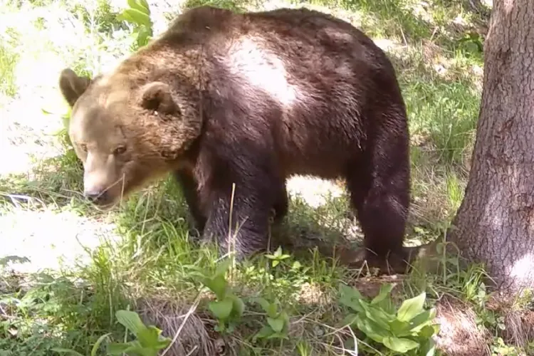 Ursul ucigaș din Bucegi, agresivitate extremă (sursa: Facebook/Parcul Național Retezat National Park)