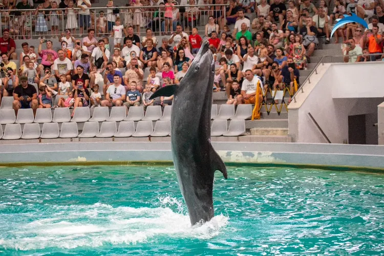 Delfinii, ca la pușcărie, sub PNL Foto: Delfinariul Constanța