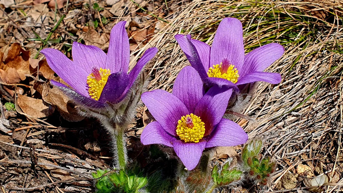 ONG-urile de mediu dau statul în judecată Foto: Romsilva