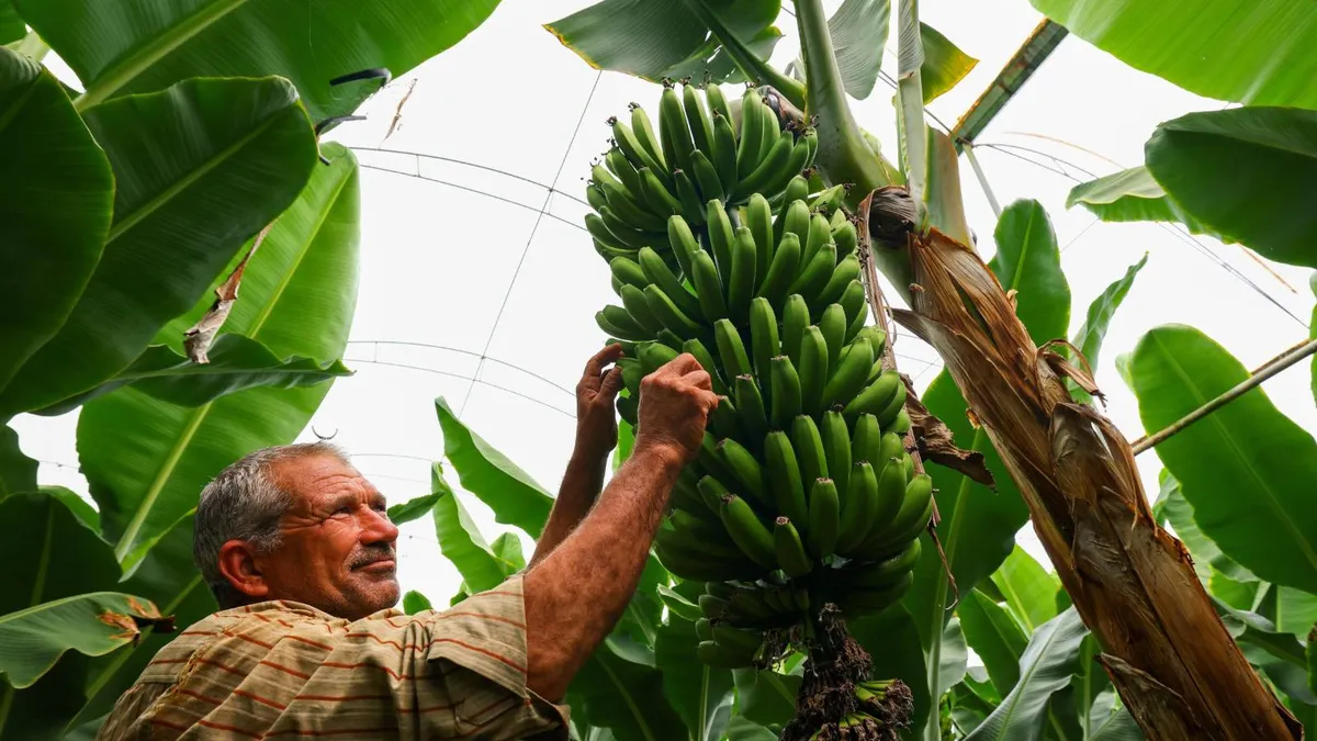 Rusia pregătește producția internă de banane (sursa: TASS)