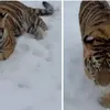 Tigru siberian, într-o curte din Dâmbovița (sursa: TikTok/ i.wildlifefoundation)