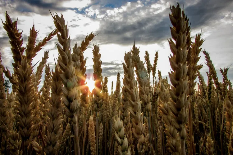 Cerealele ucrainene, interzise în Polonia, Ungaria (sursa: pexels.com/LilacDragonfly)