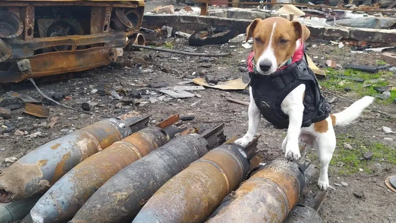 Patron, câinele genist din Ucraina, a primit premiul Palm Dog, la Cannes Foto: Twitter