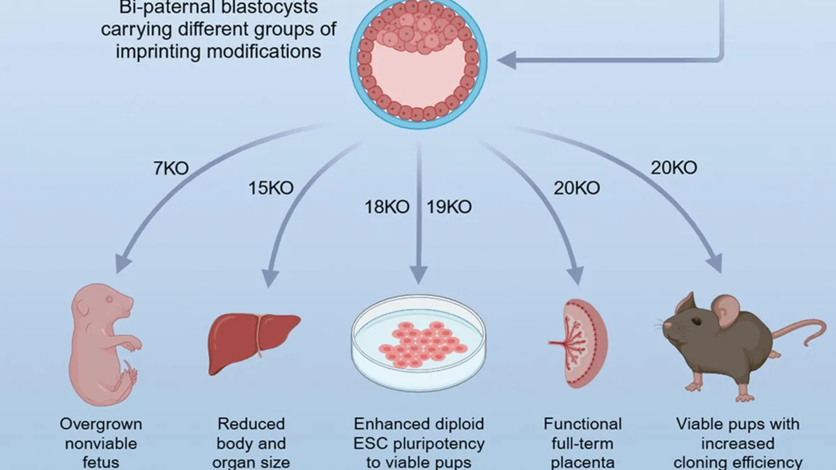 Chinezii creează șoarecele cu părinți masculi (sursa: cell.com)