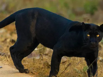 Panteră în Teleorman, Jandarmeria infirmă zvonul (sursa: Pexels/Bharath Kumar Venkatesh)