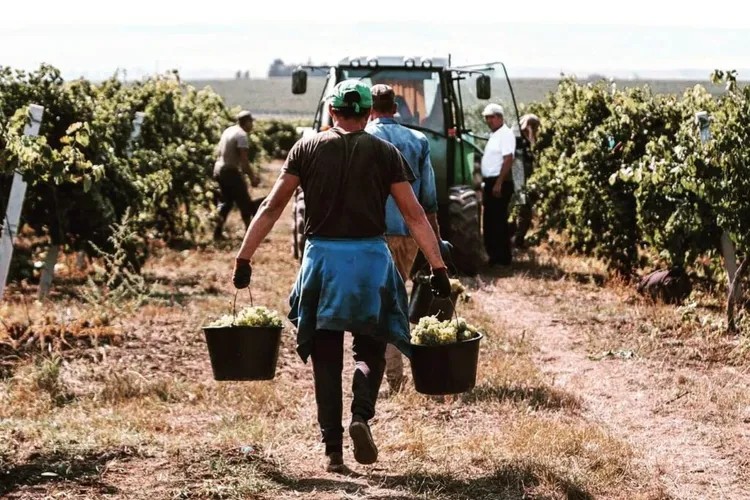 Struguri mai puțini, dar mai buni în estul țării (sursa: ziaruldeiasi.ro)