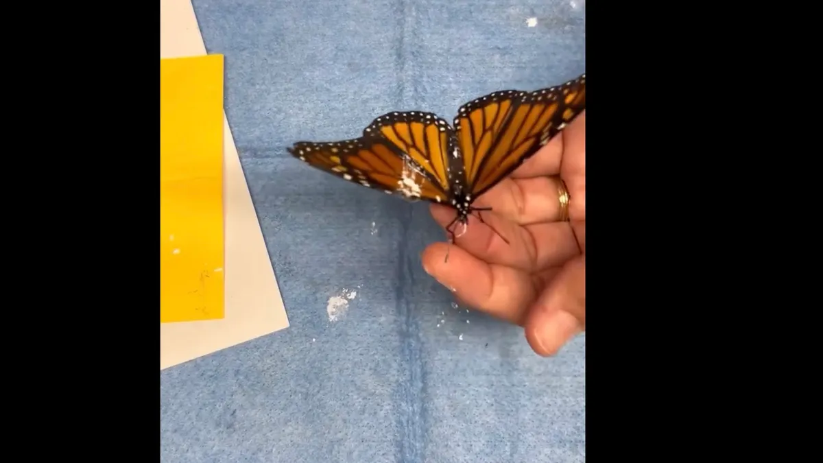 Transplant de aripă pentru un fluture (sursa: Facebook/Sweetbriar Nature Center)