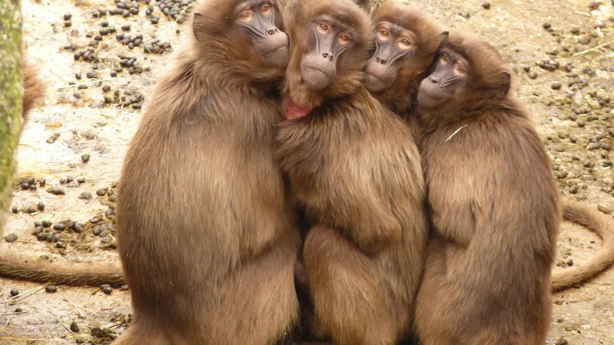 Babuini sacrificați în Germania, scandal internațional (sursa: Pexels/Pixabay)