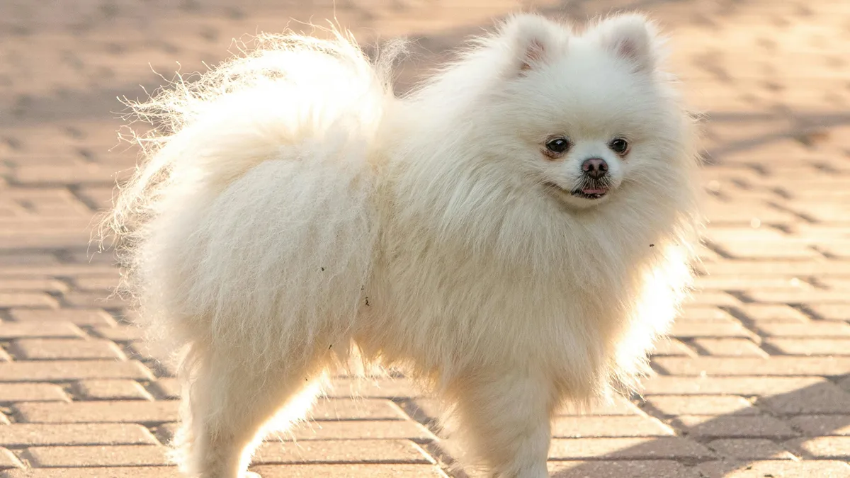 Pui de Pomeranian, peste 7.000 de lei (sursa: Pexels/Sergey Savage)