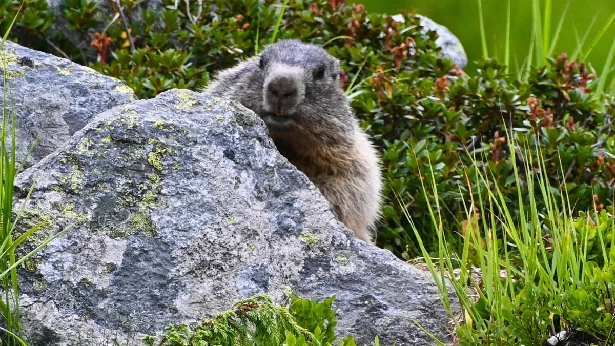 Buzoianu a aflat, șocată, cine-i plătește șoferul și mașina Foto: Facebook Romsilva