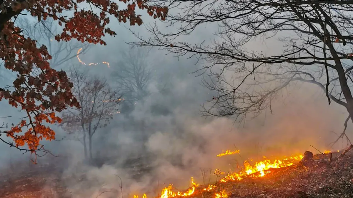 Jaf la Romsilva: „lipsesc” 33 de milioane de lei din fonduri speciale