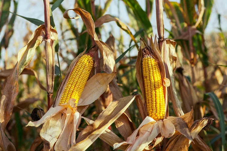 Producție bună de porumb în Moldova (sursa: Pexels/Balázs Benjamin)