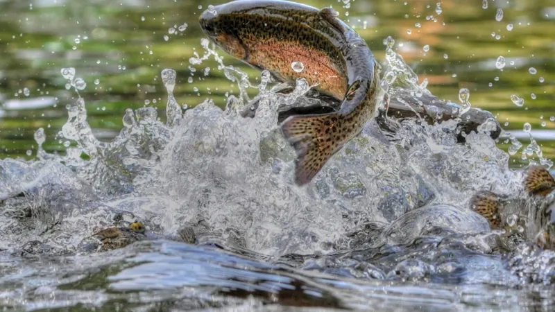 Consumul unui peşte echivalează cu a bea apă contaminată Foto: ewg.org