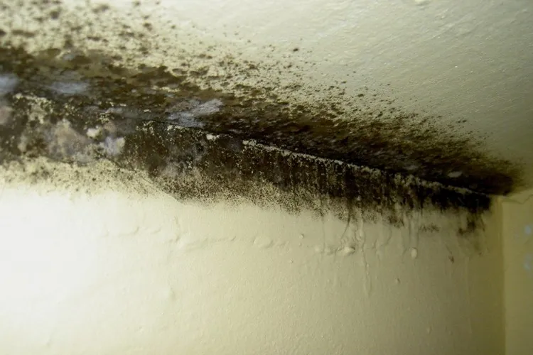 Igrasia a invadat locuințele românilor (sursa: ziaruldeiasi.ro)