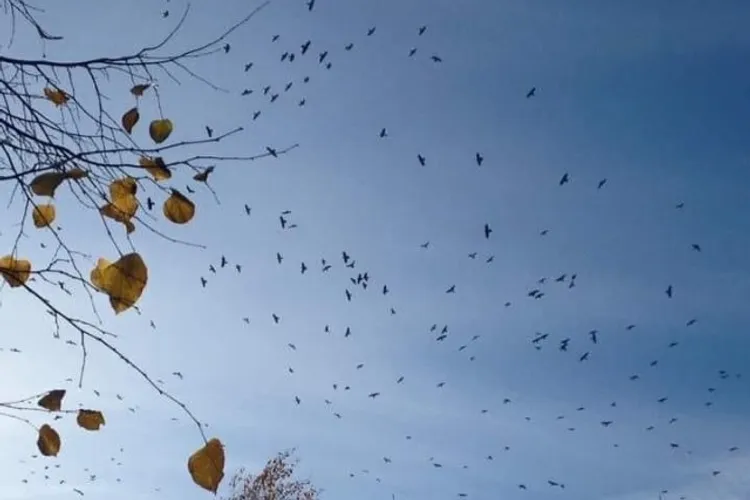 Ciorile au invadat mari orașe românești (sursa: ziaruldeiasi.ro)