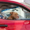 Pasageri care latră și miaună: cât costă să îți trimiți câinele sau pisica la veterinar ori în străinătate cu taxiul