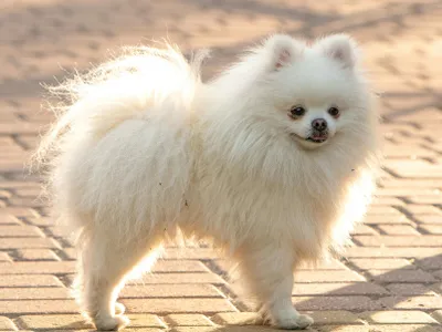 Pui de Pomeranian, peste 7.000 de lei (sursa: Pexels/Sergey Savage)