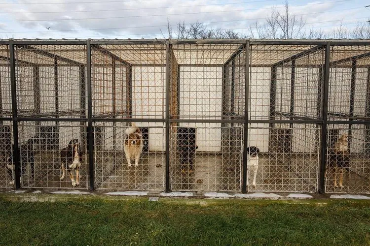 Strategia ANSVSA după scandalul Suraia (sursa: Facebook/Autoritatea Nationala Sanitara Veterinara si pentru Siguranta Alimentelor)