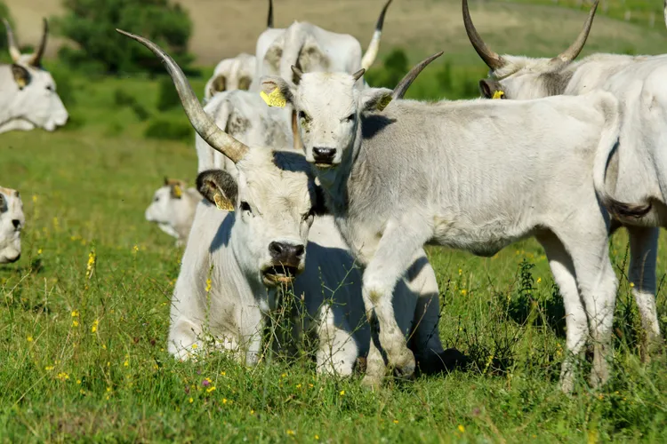 Carnea, ouăle şi produsele lactate, esențiale Foto: Ferma Cobor